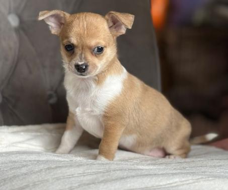 Prachtige chihuahua puppy's