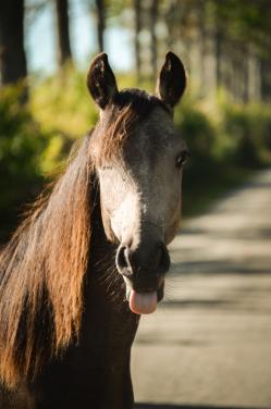 Verzorg(st)er pony's gezocht - Krabbendijke