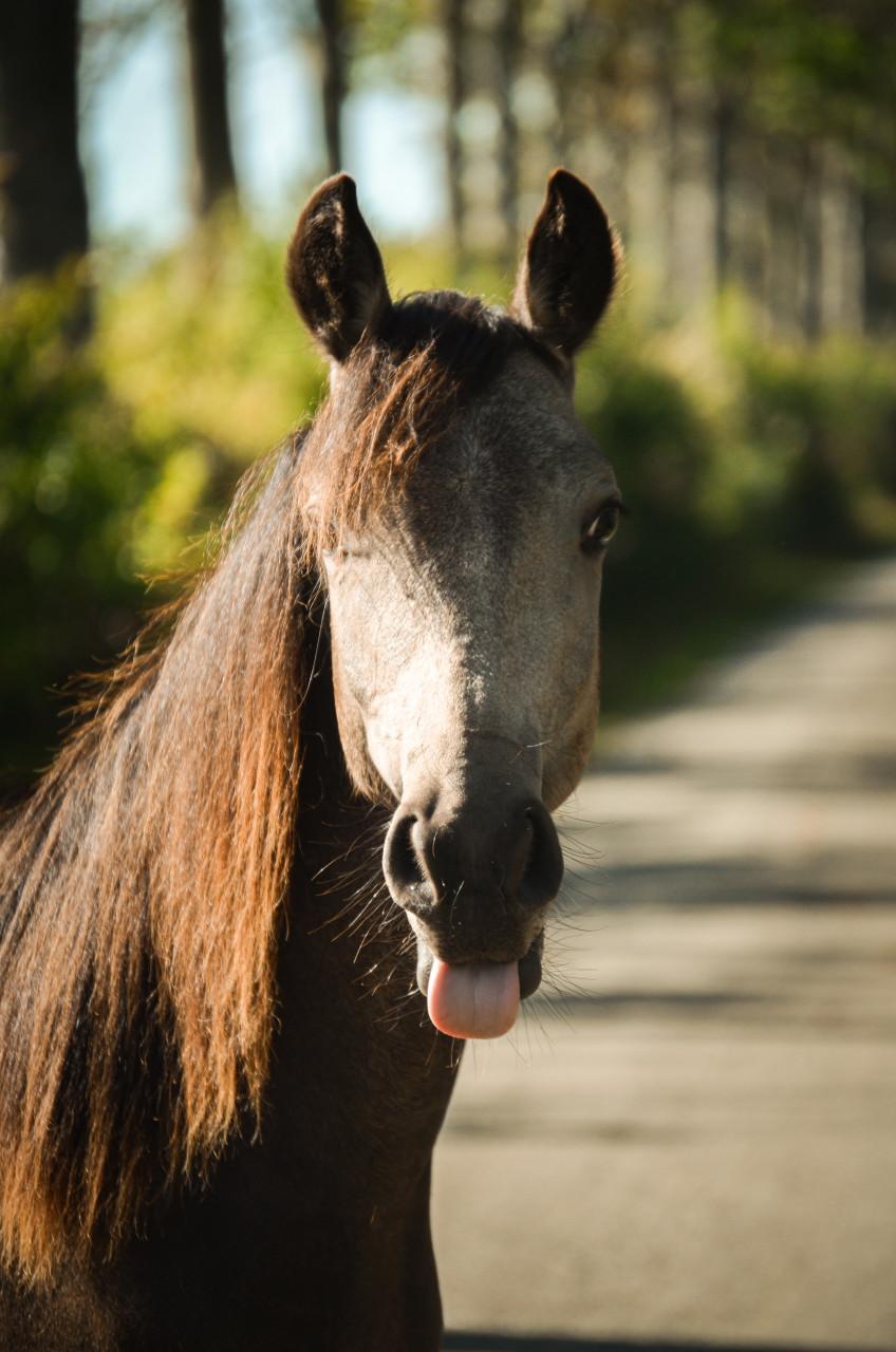 Verzorg(st)er pony's gezocht - Krabbendijke