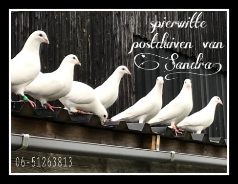 Bruidsduiven
