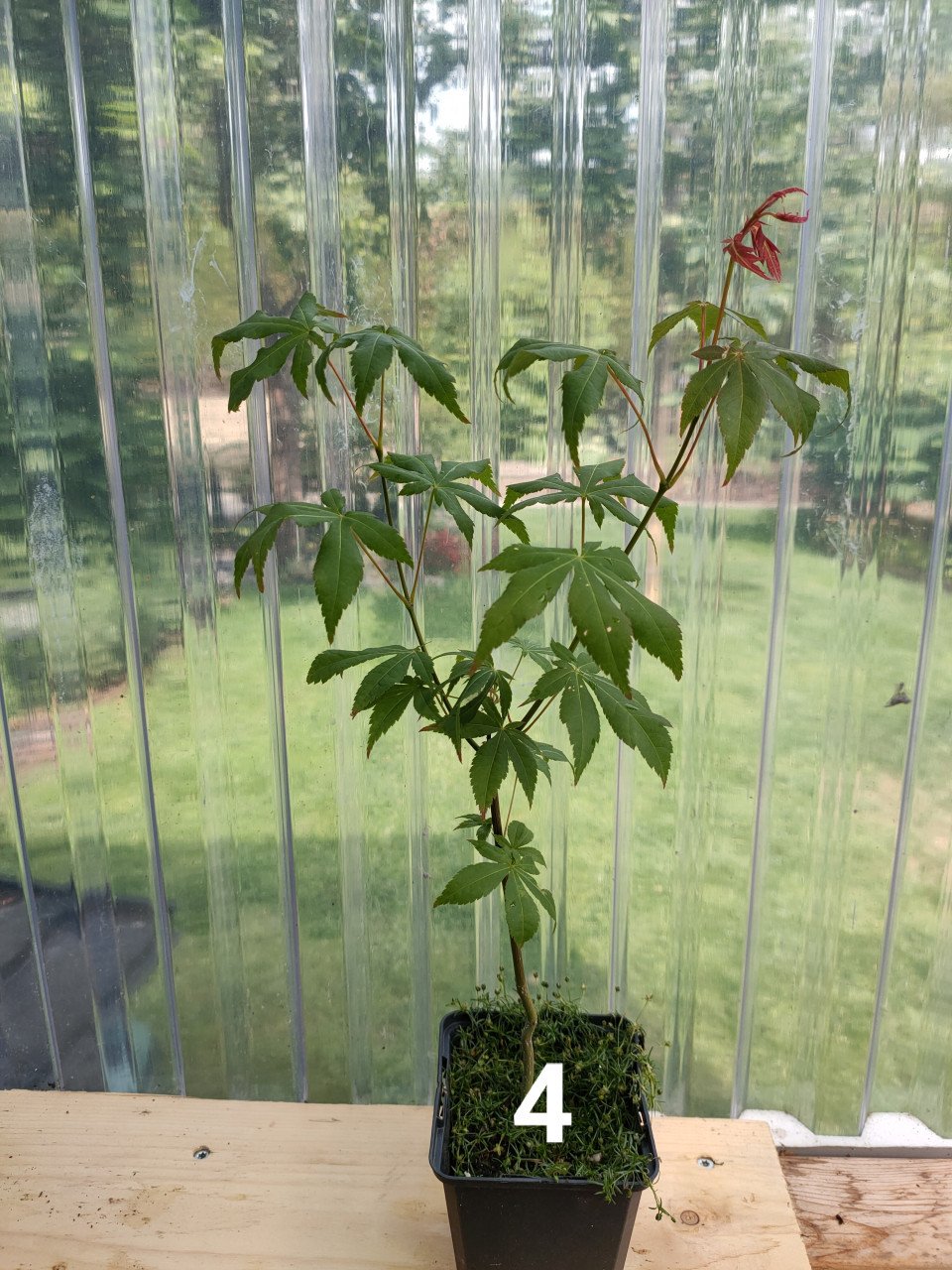 Japanse esdoorn boompjes Acer palmatum tuinplanten