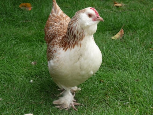 Duitse Faverolle