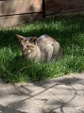 Oosters korthaar kater
