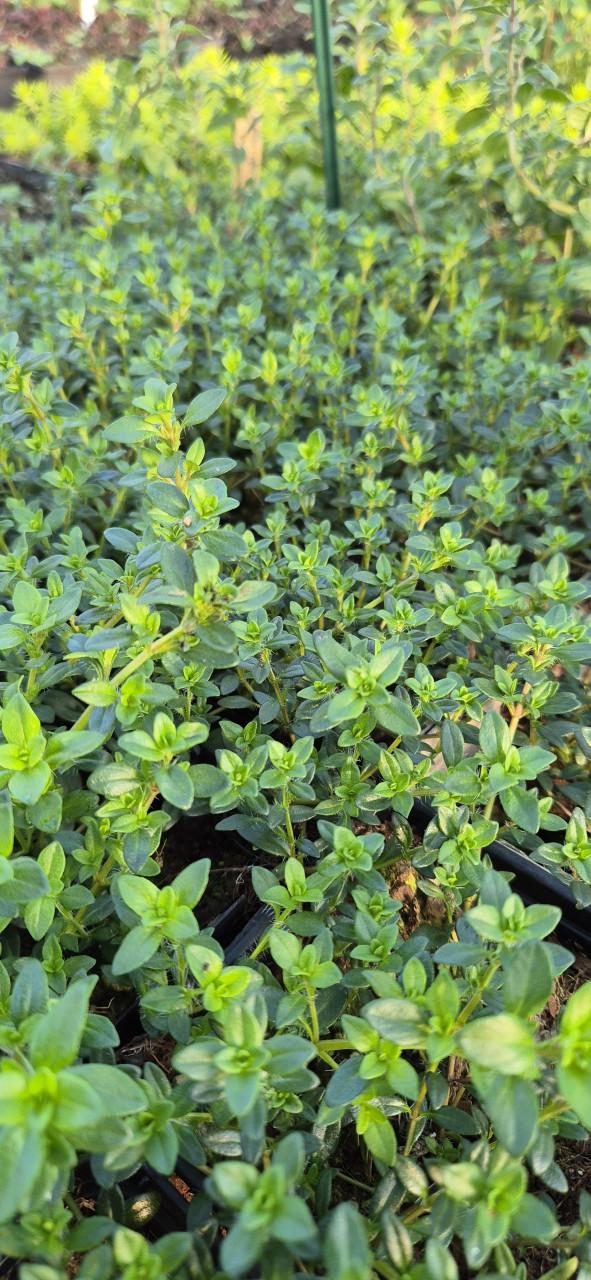 Vaste planten verantwoord gekweekt