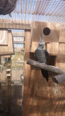 Koppel valkparkieten