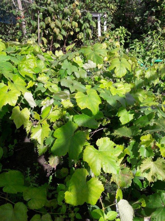 Bessenstekken, bramenplanten en -stekken, druivenstekken