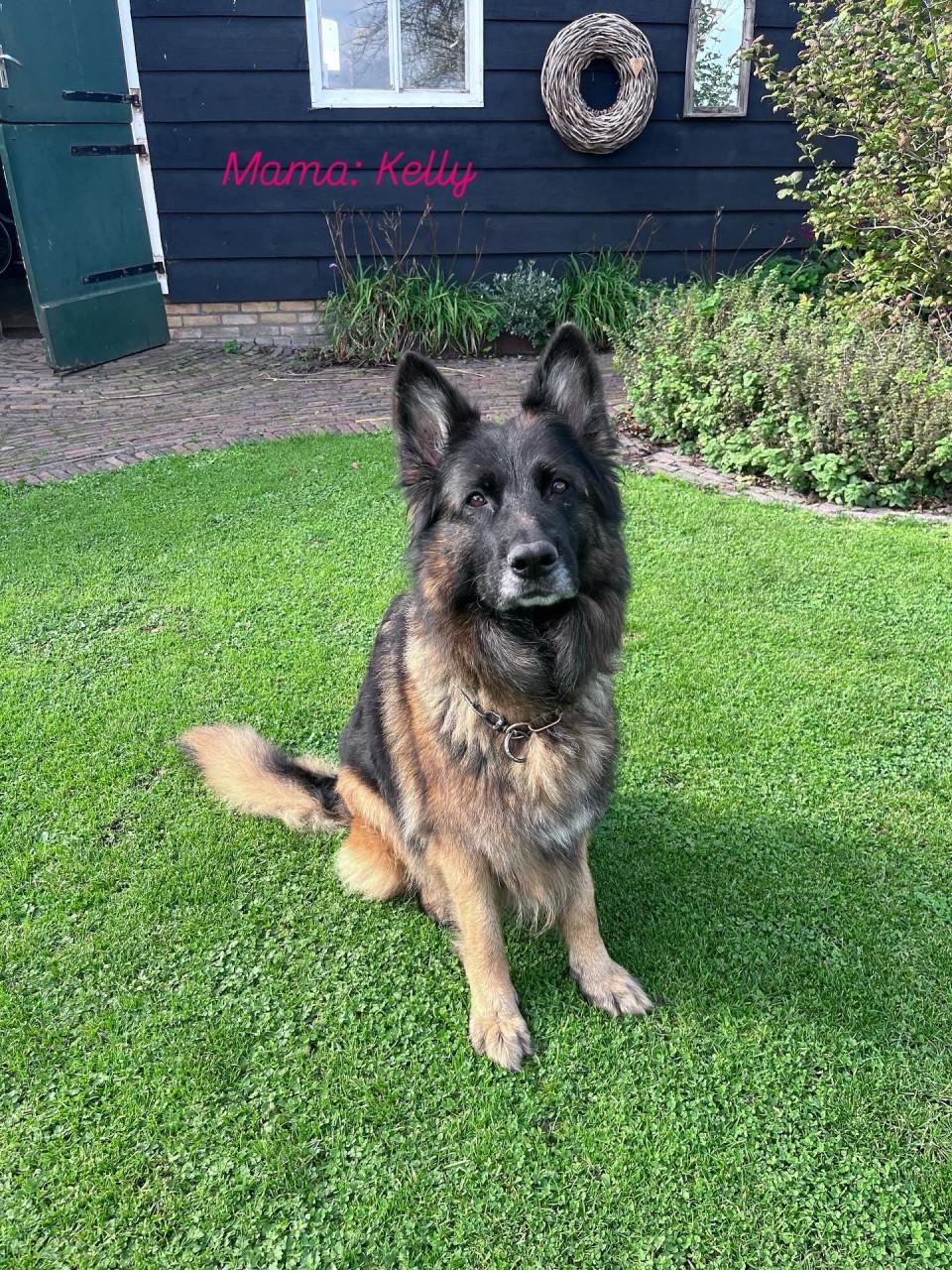 Puppies  duitse herder/ border collie