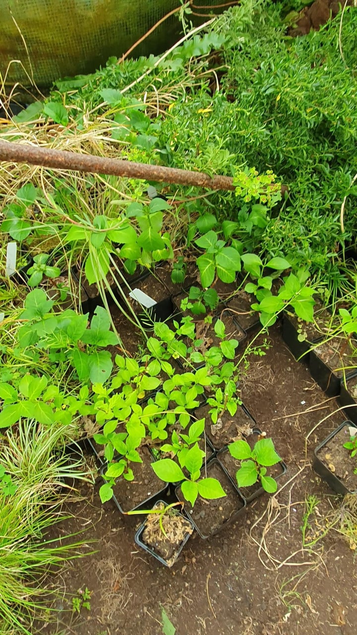 Diverse siergrassen en planten