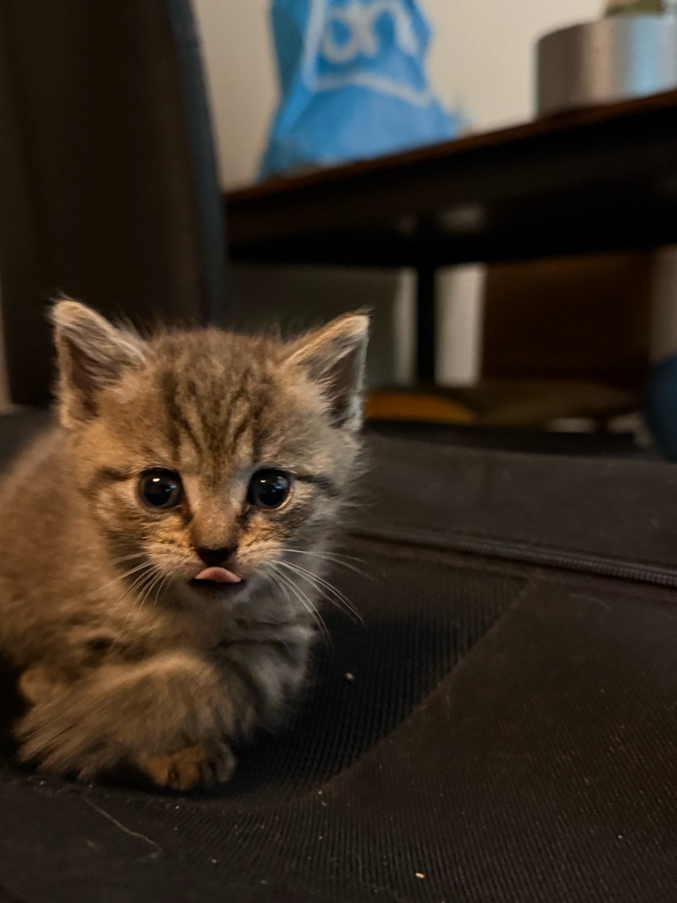 Lieve kittens