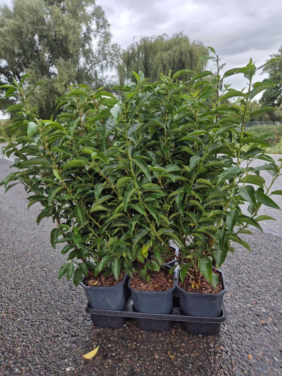 Portugese laurier potgekweekte haagplanten ca. 60 cm