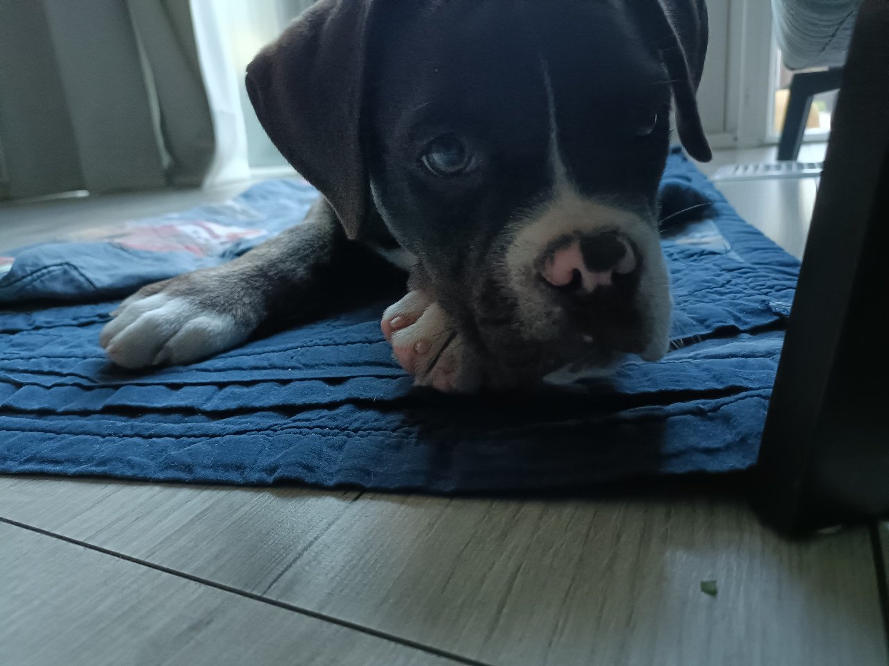 Old English Bulldog pup 15weken