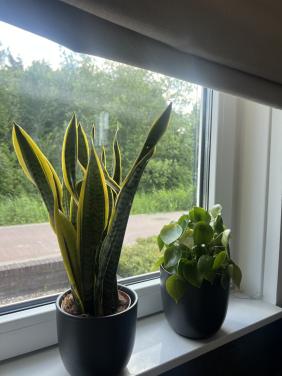 Prachtige kamer planten