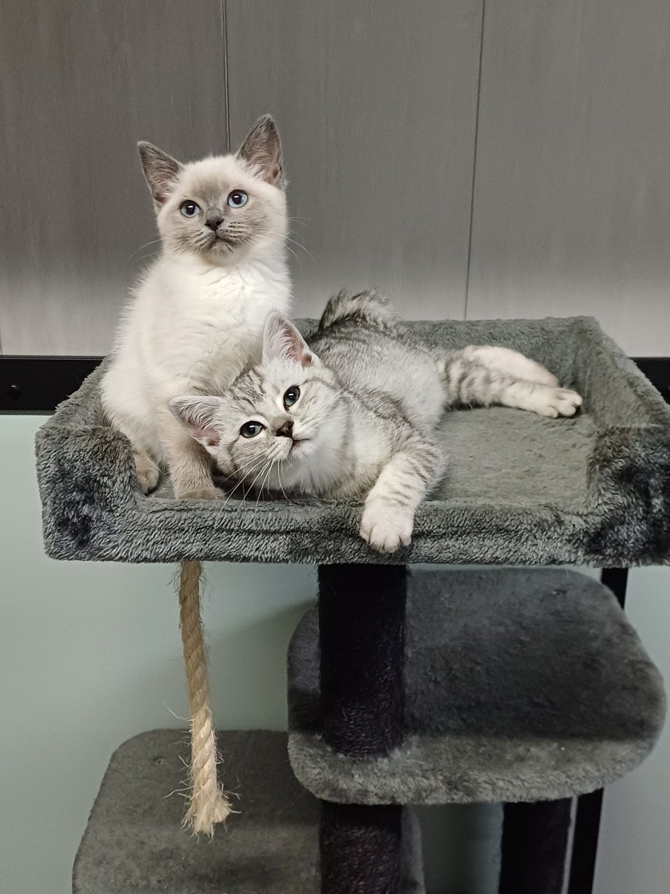 Super leuke Brits Korthaar x Ragdoll kittens beschikbaar.