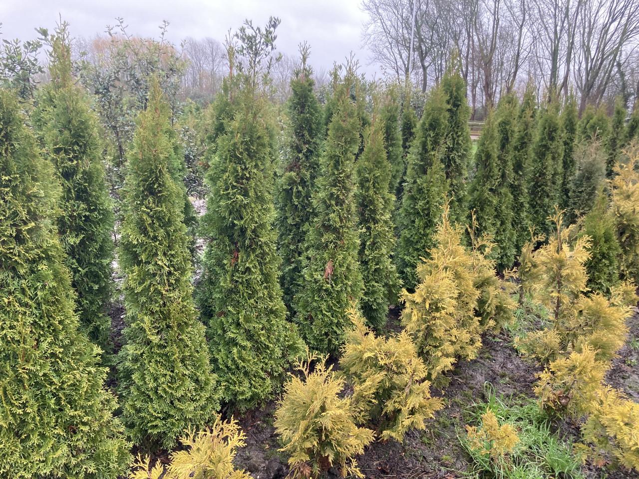 Thuja smaragd coniferen