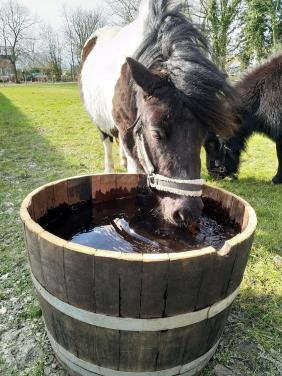 Drinkbak groot, eiken kuipen 110 liter