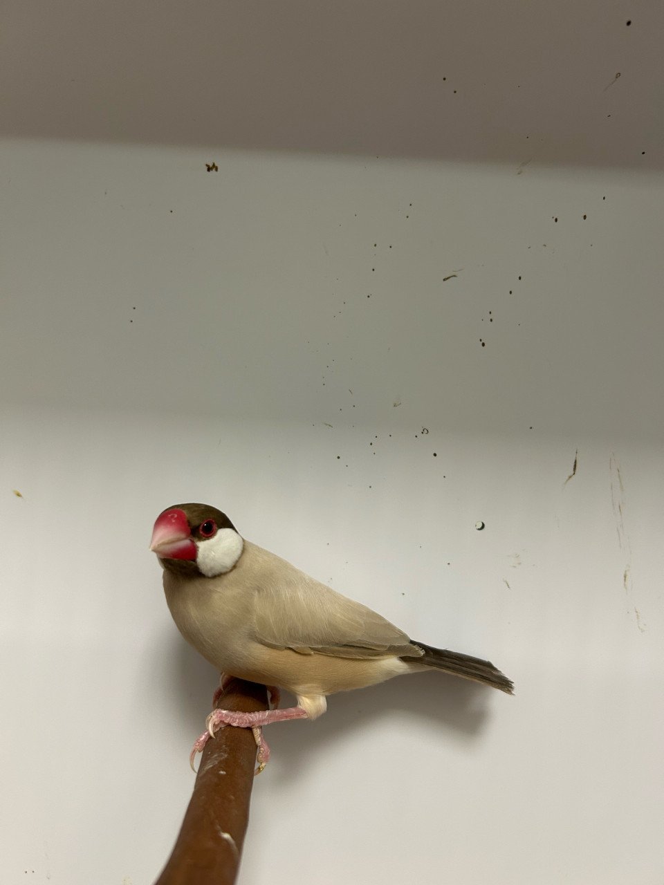 Rijstvogels