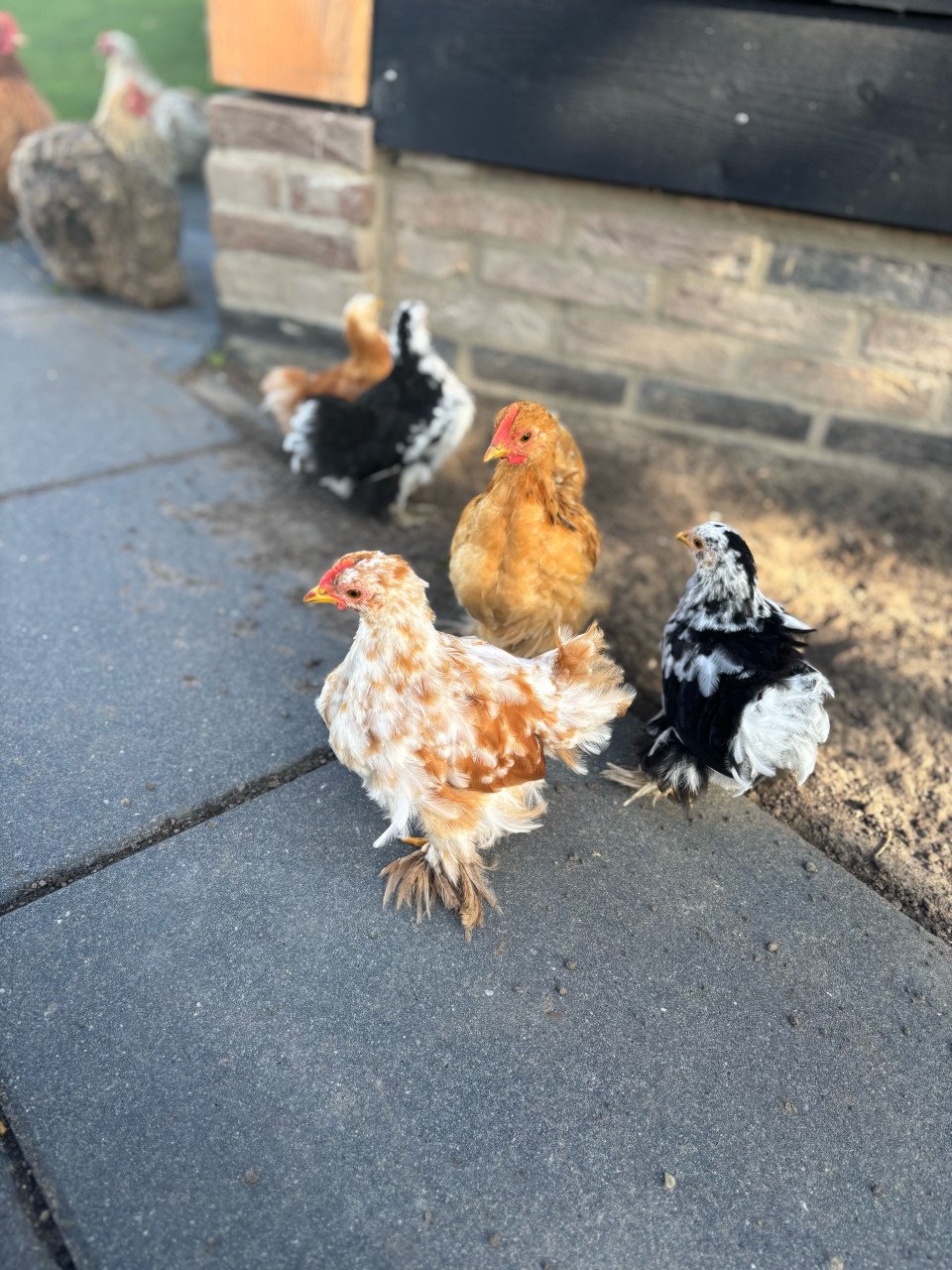 2 Cochin haantjes en 2 hennetjes te koop