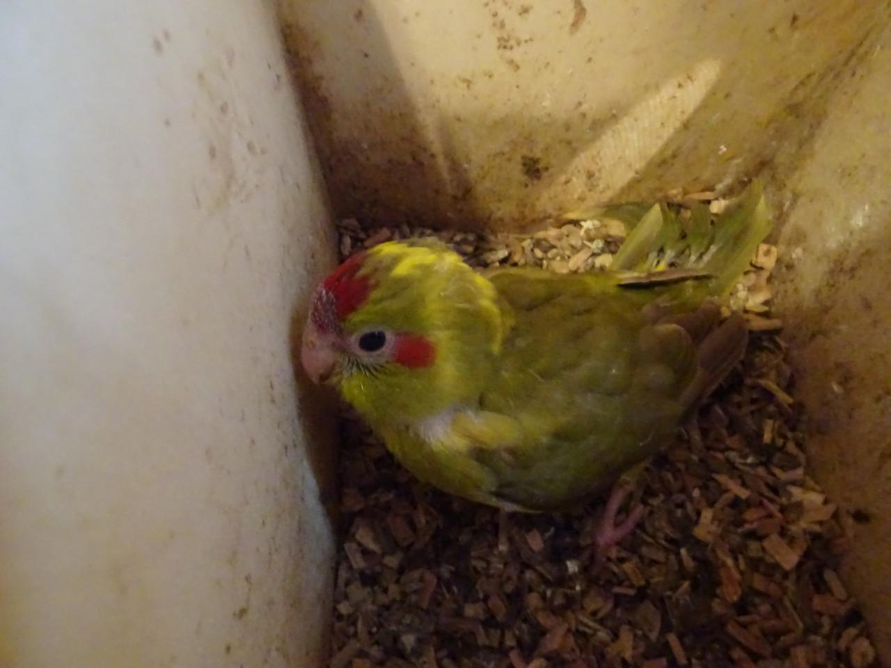 TEKOOP MOOIE JONGE KAKARIKI NOG IN DE BAK VOOR IEMAND DIE HEM TAM WIL MAKEN