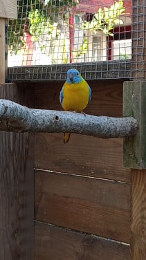 Turquoisine parkieten 1-1
