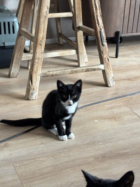 Lieve kittens