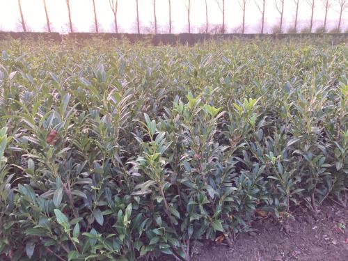 Laurierstruiken Prunus Herbergii