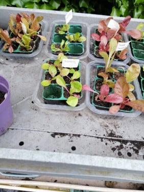 Peper sla paprika tomaten plantjes enz