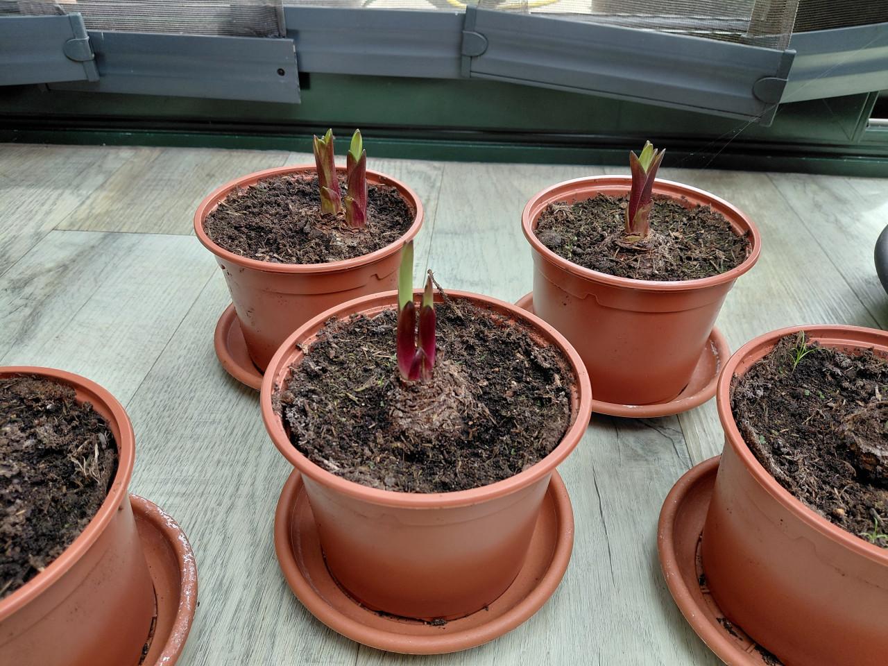 3 jonge planten van de Eucomis. Ananasplant of Kuiplelie.