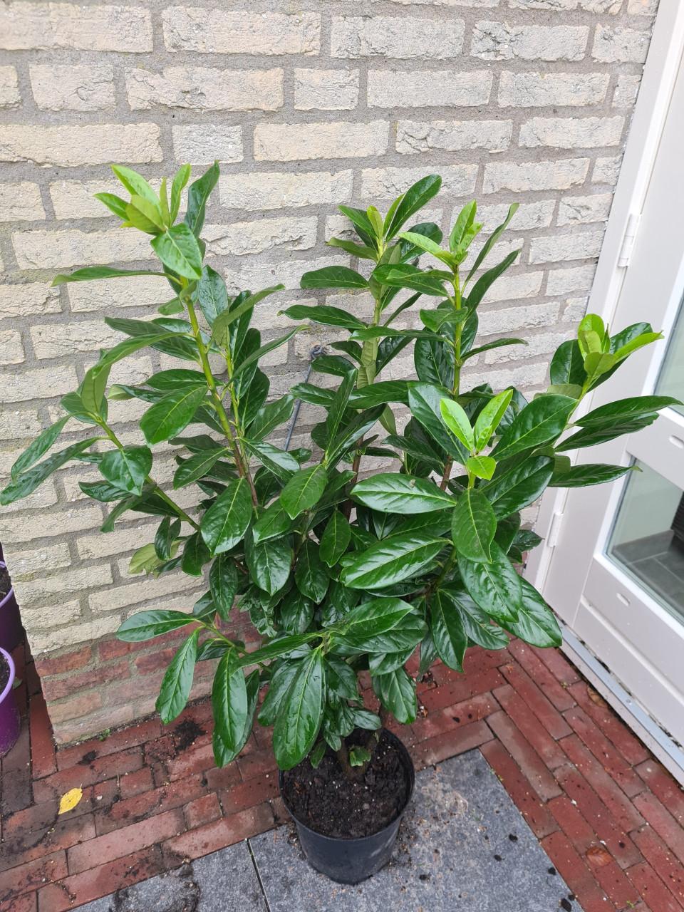 Laurierhaag ; Prunus Novita - potgekweekte planten