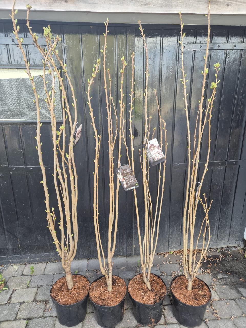 Japanse sierkers, oftewel de Prunus Serrulata Amanogawa