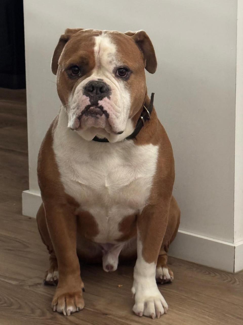 Old English Bulldog reu