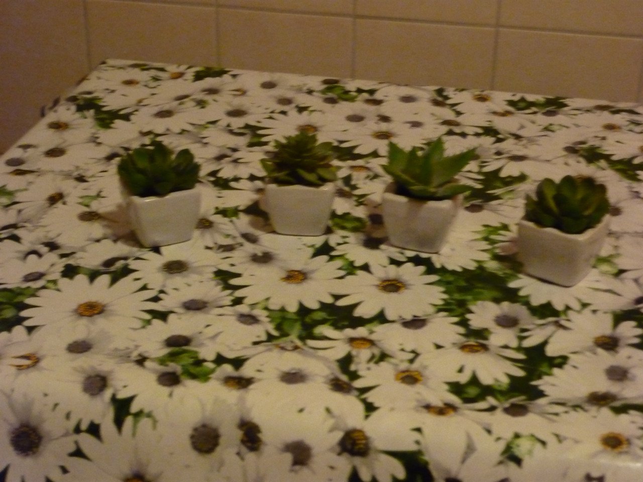 DIVERSEN KUNST VETPLANTJES