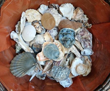 Hobbymateriaal:  denneappels en schelpen - gratis