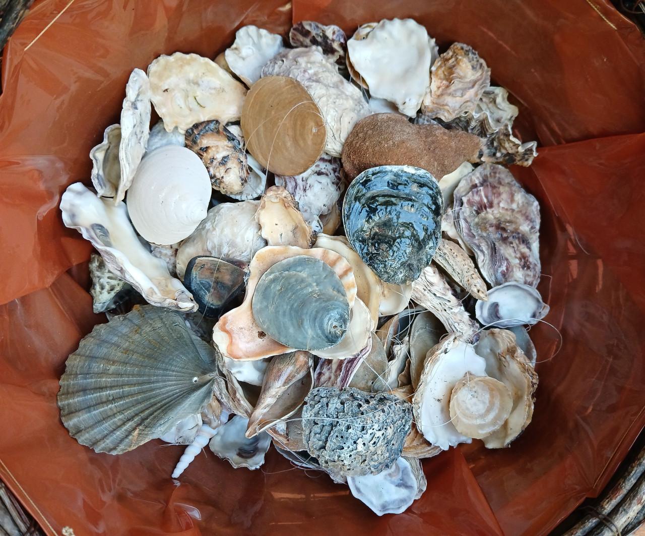 Hobbymateriaal:  denneappels en schelpen - gratis