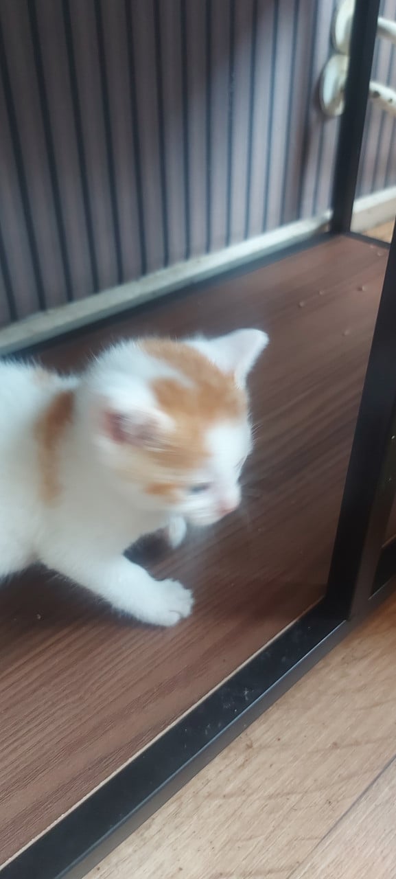 Nestje kittens