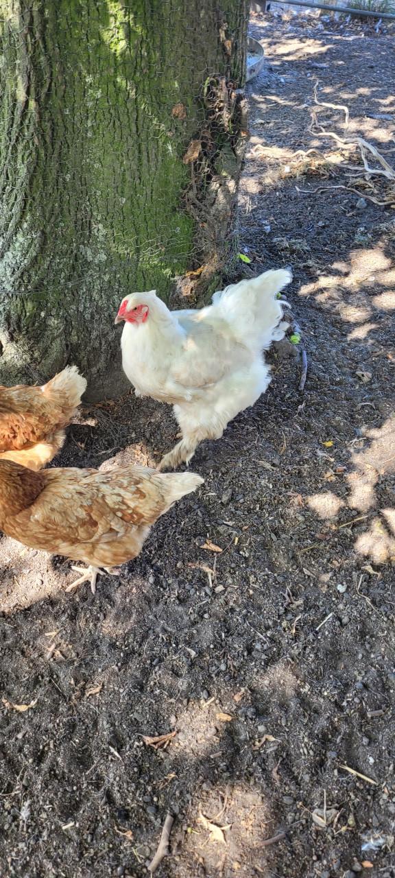 Super Kippenvoer  60 ct./ kg. gemalen, grof/fijn