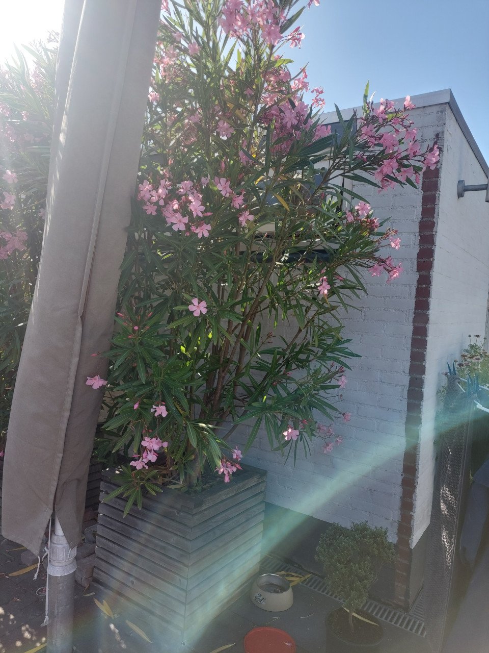 Oleander planten