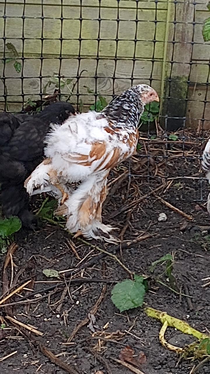 Lieve jonge Brahma haan