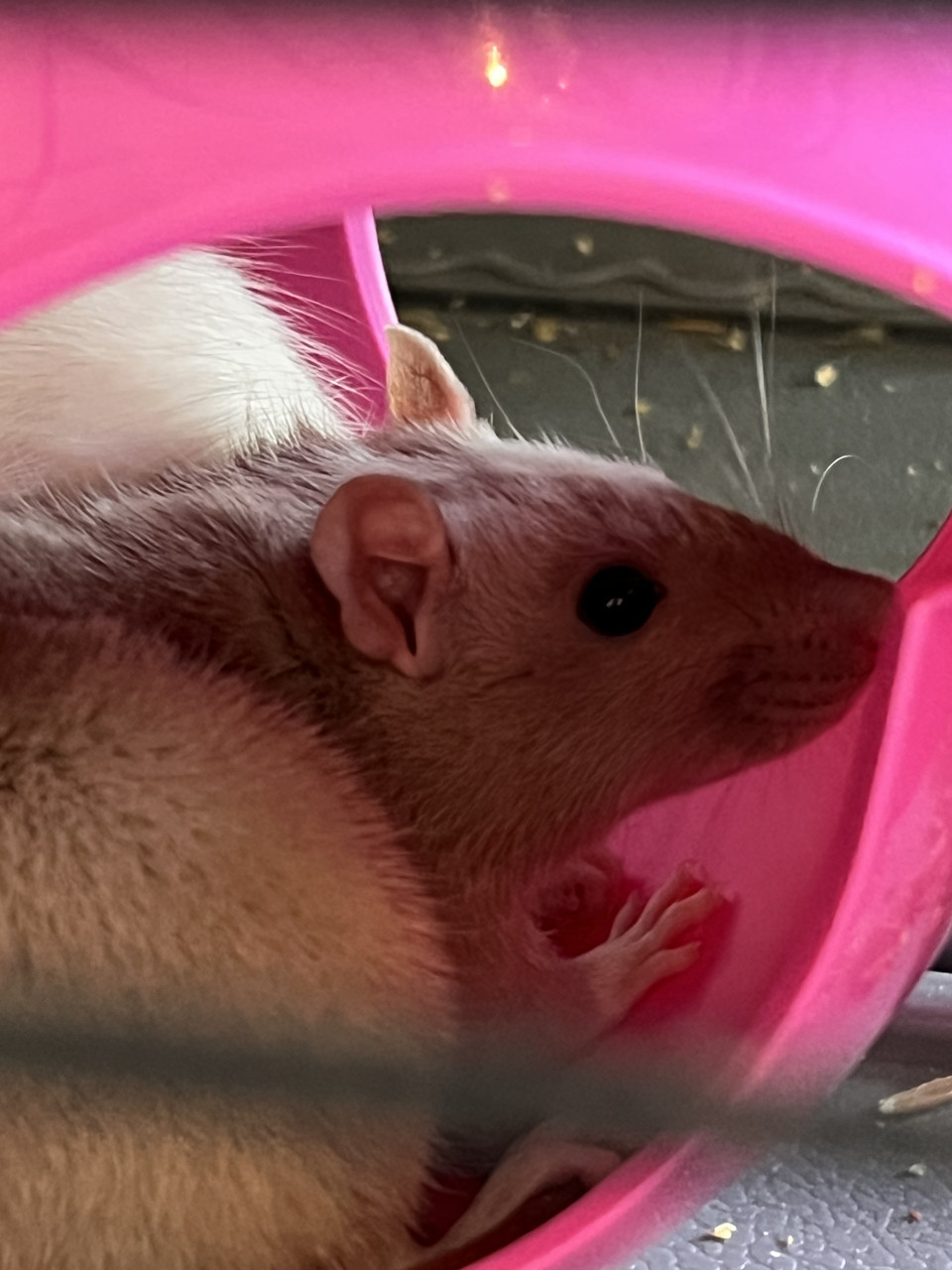 2 jonge tamme ratten incl kooi