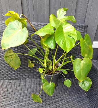 Monstera Deliciosa