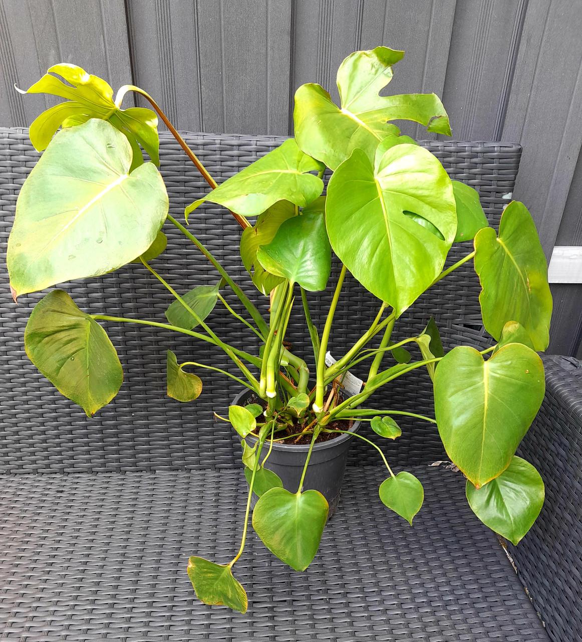 Monstera Deliciosa