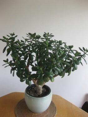 Groete Mooie vetplant in sierpot