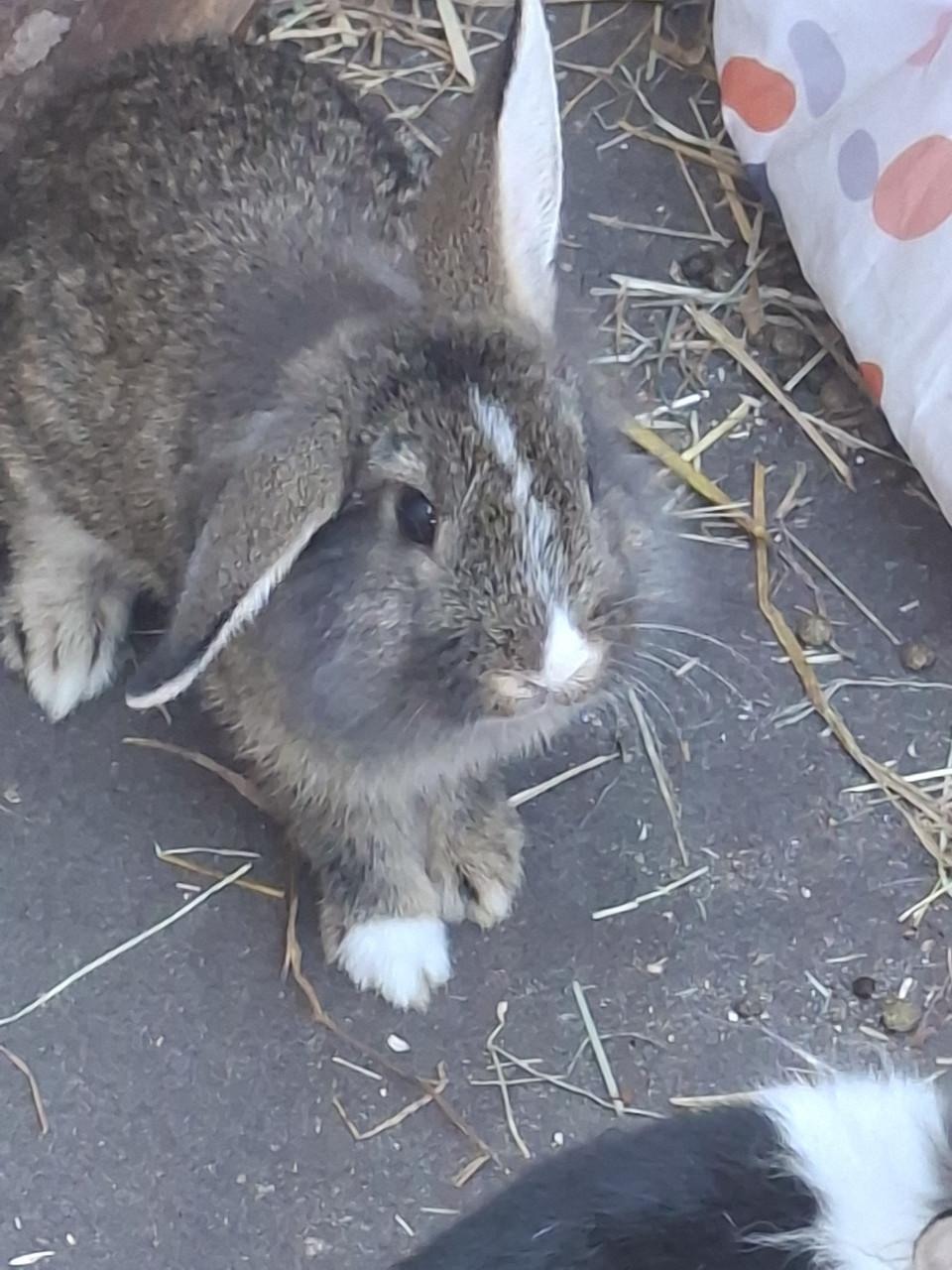 Koppeltje Konijntjes (reeds gevaccineerd)