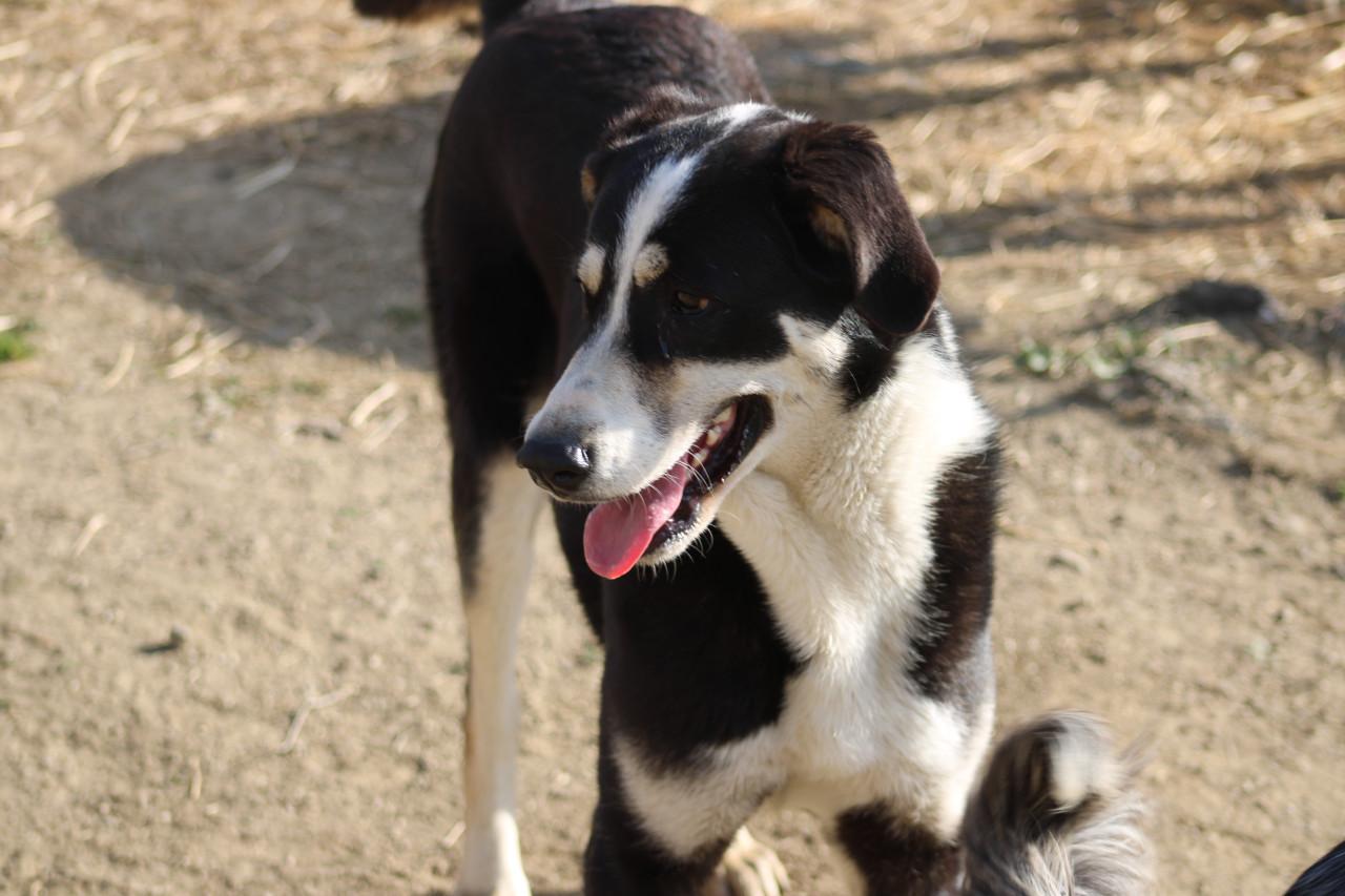 Alora Dog Rescue: Bibi wacht al zo lang op het juiste baasje