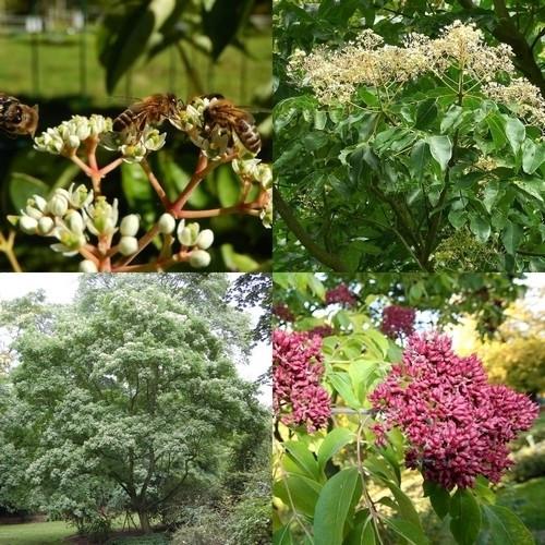 Bijenboom