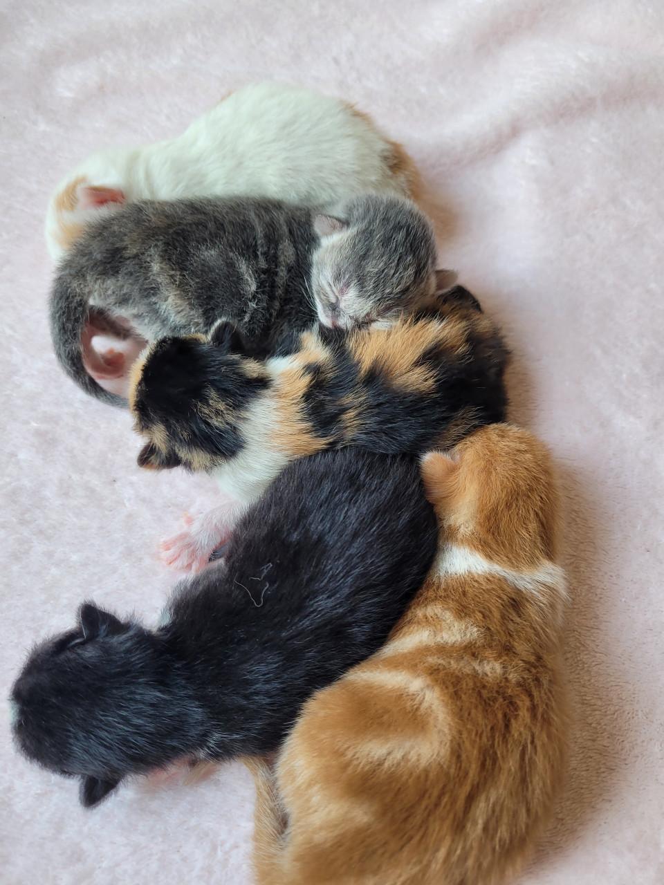 5 Kittens