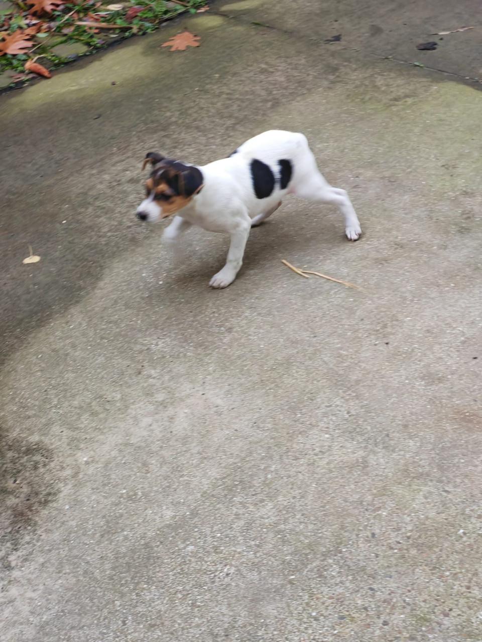 Boerenfox driekleurig