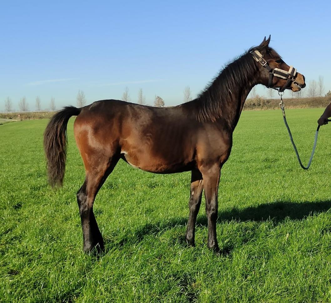 Bruin paarden veulen ( met als opa Totilas )