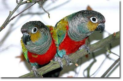 Roodbuikparkiet / Pyrrhura Perlata