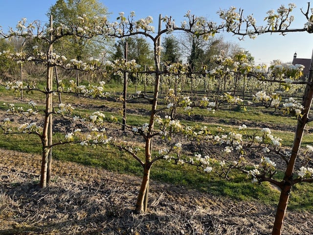 Fruitbomen in leivorm / Leibomen / Peer (Voorverkoop)