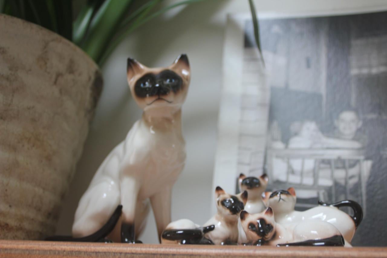 Familie siamese poezen